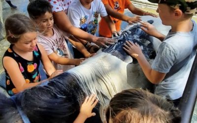 Scuola equitazione e pony club